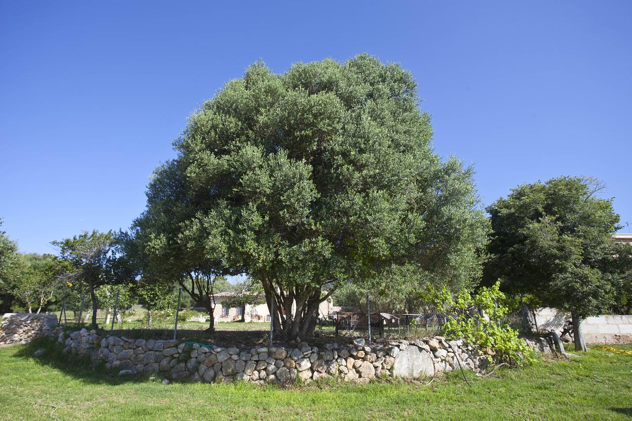 Agroturismo Finca Dalt Murada Binissalem Exterior photo